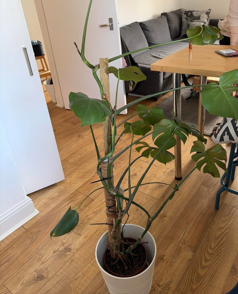 Hey plant people, I need your honest opinion 🤧 Hey plant people, I need your honest opinion 🤧