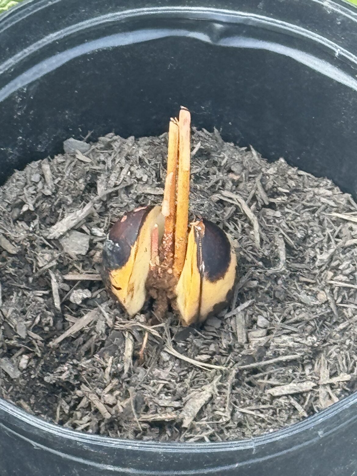 Avocado pit