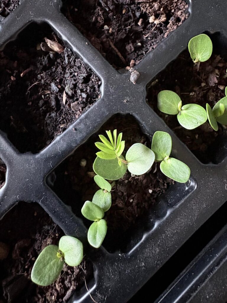 My behbehs (Partridge Pea Seedlings)