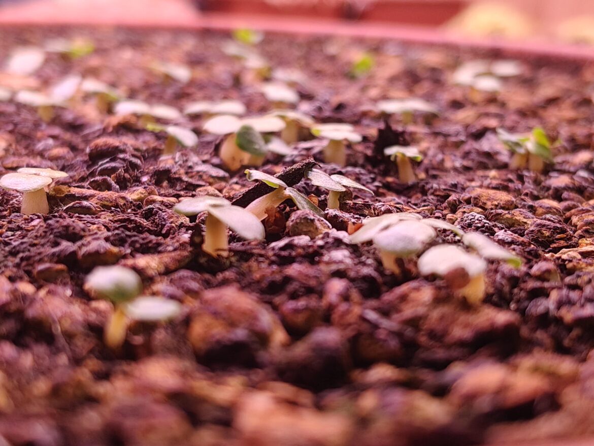 a couple of Dorstenia seedlings