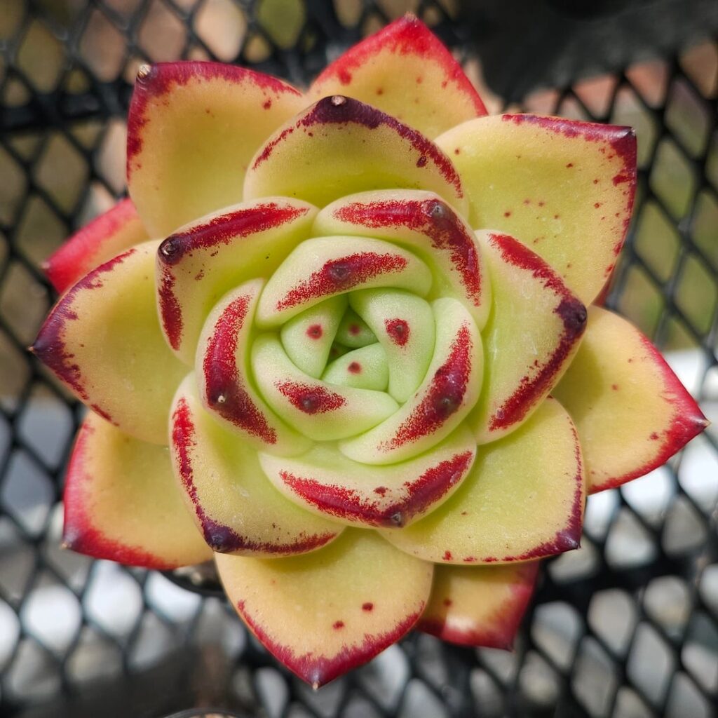 Echeveria 'Madonna'
