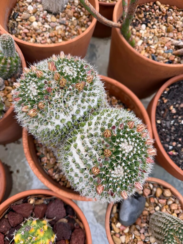 Cactus that are about to bloom!