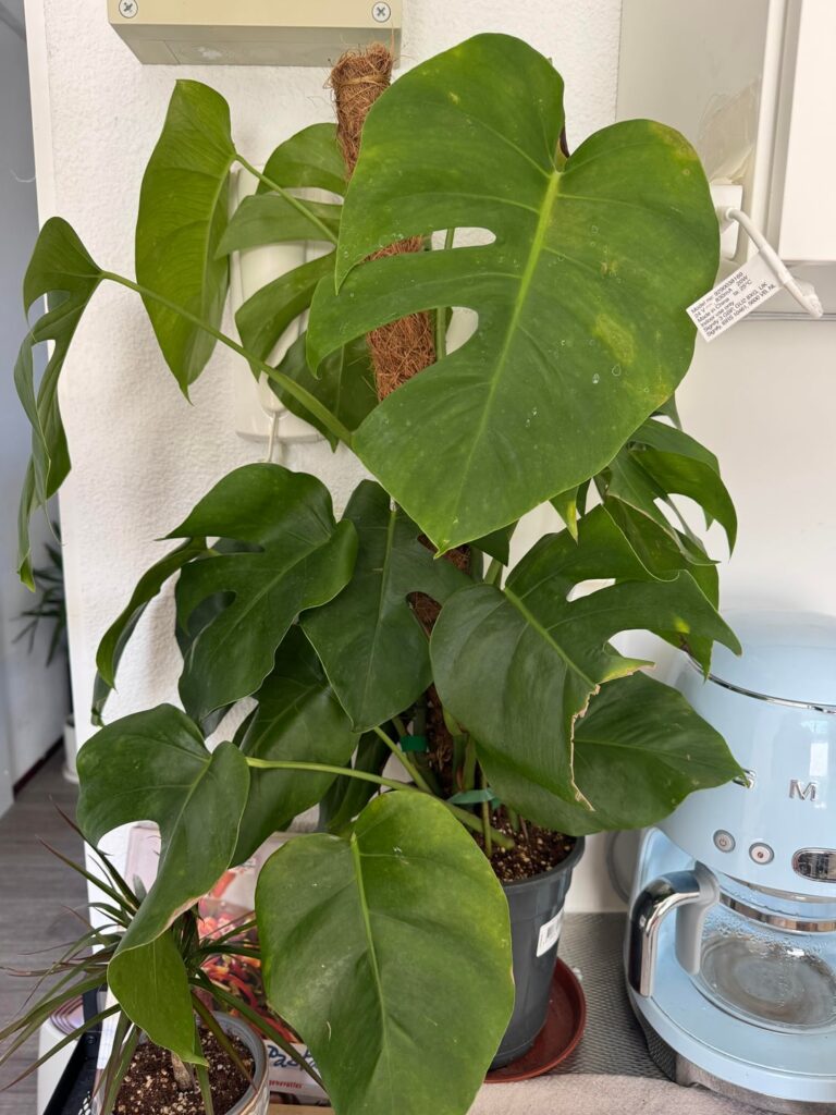Help me with my monstera