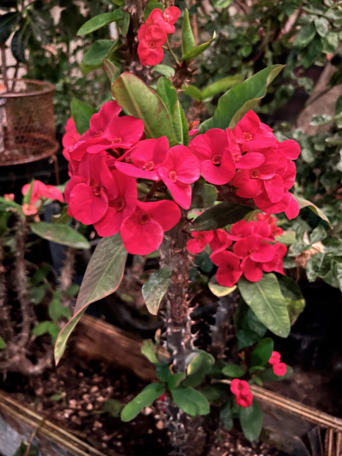 Euphorbia milii