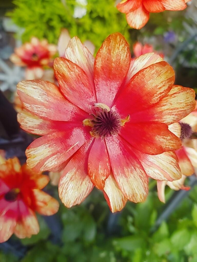 Is this a Ranunculus?