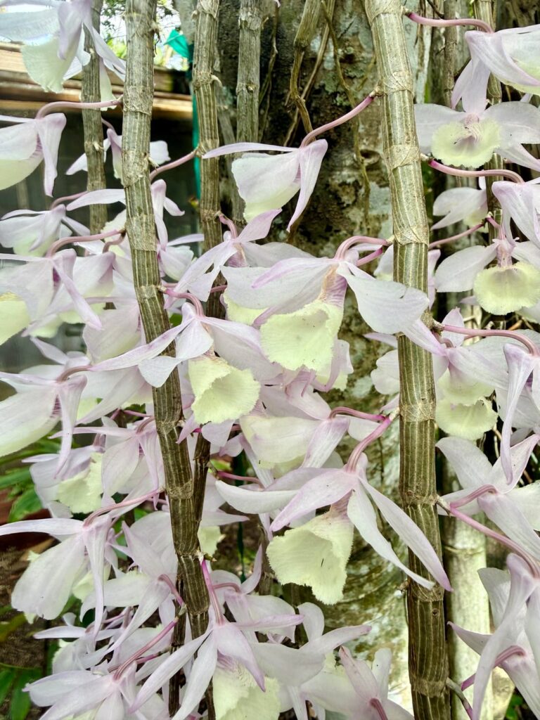 Dendrobium aphyllum
