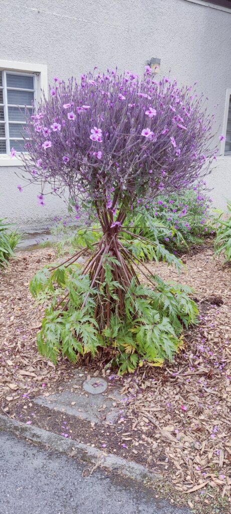 What plant is this?