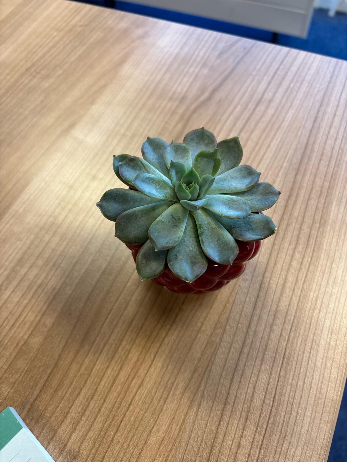 Is he healthy?
