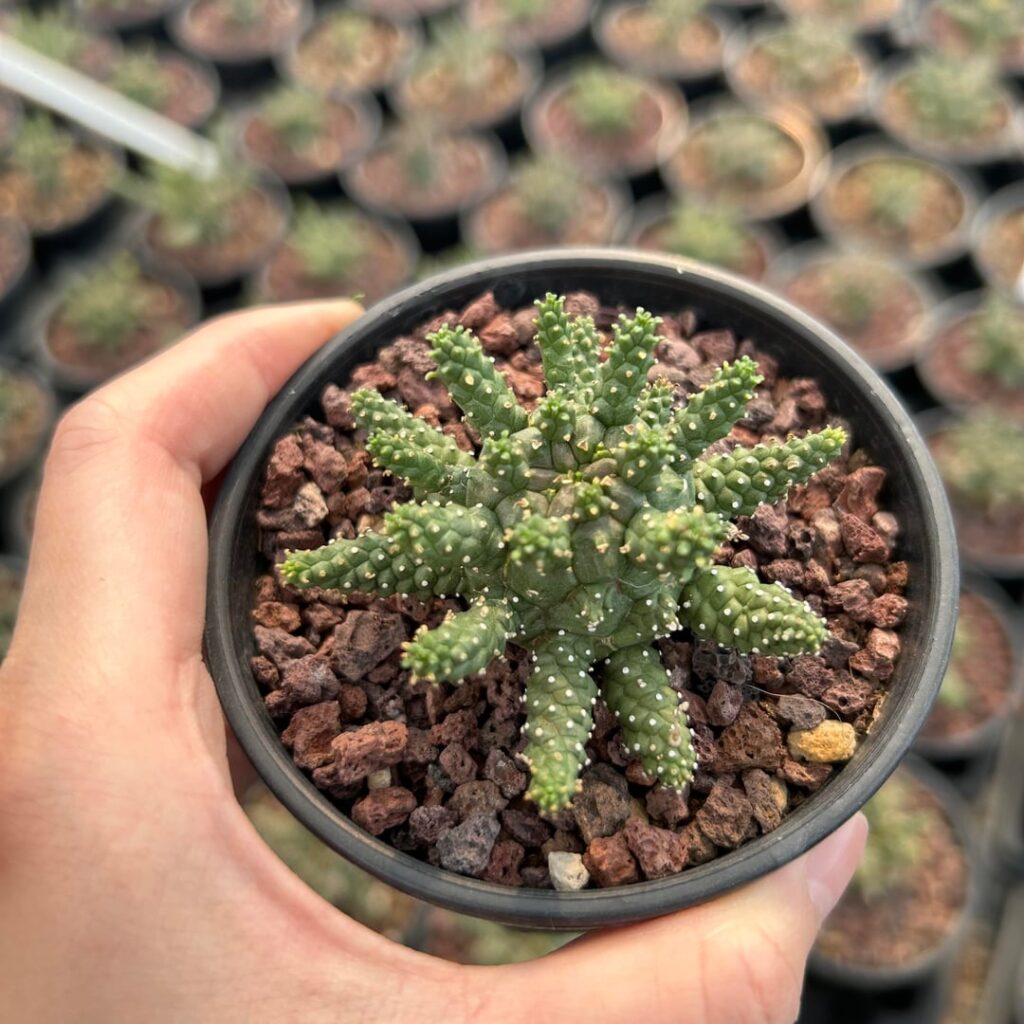 Euphorbia gamkensis