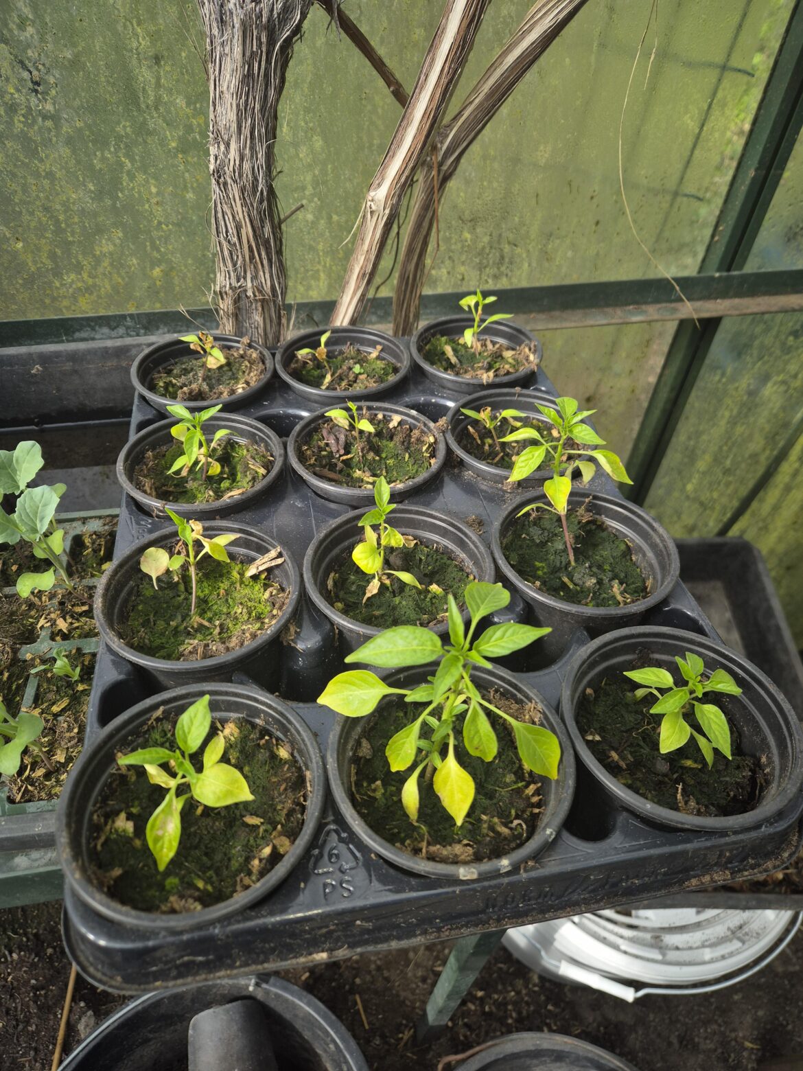 Bucket of fire starting to die after transplanting?