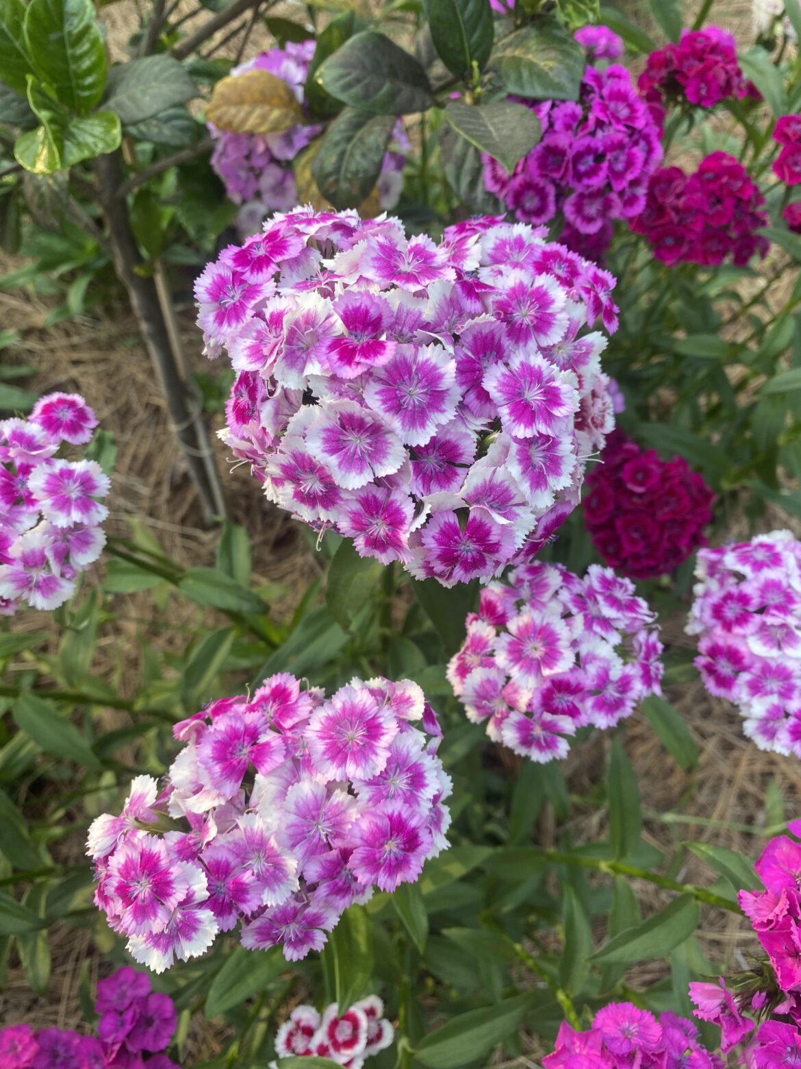 Sweet Williams in full bloom