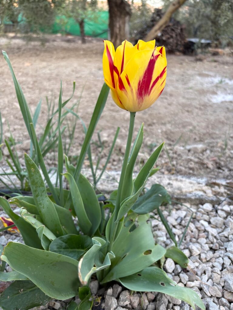 Exactly one year later they sprouted again