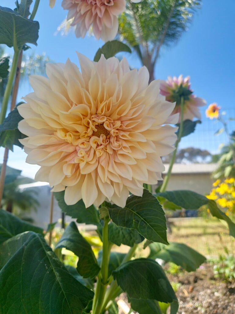 Can anyone help me with ID?