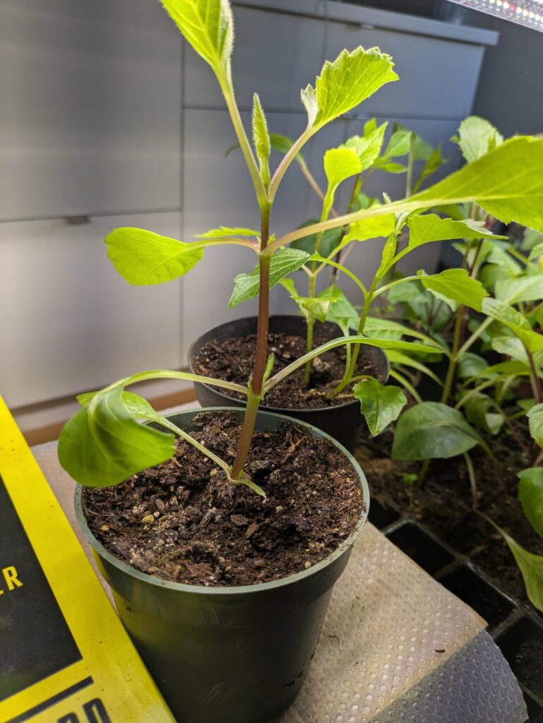 Yellowing leaves, some curling Yellowing leaves, some curling