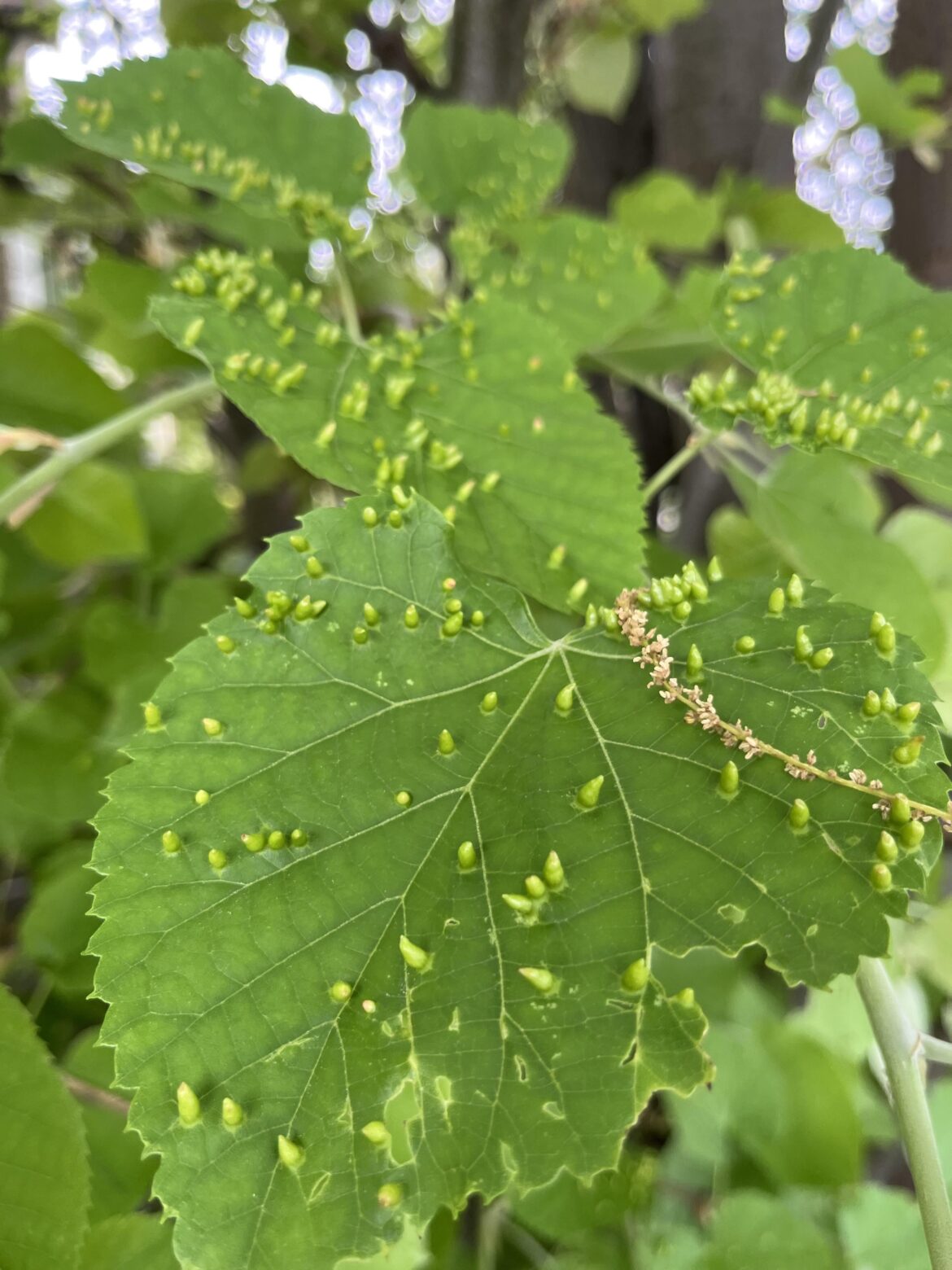 What are these nubs coming off these leaves?