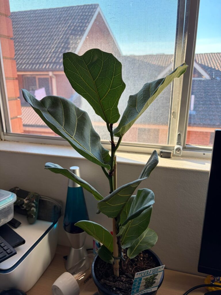 Fiddle Leaf Growth Issue