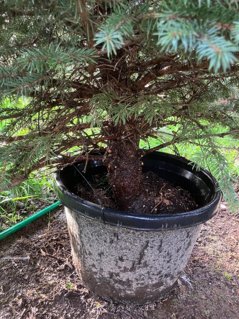 Blue Spruce