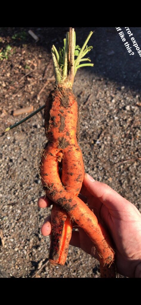 Inspired by Big Asparagus, here is small carrot