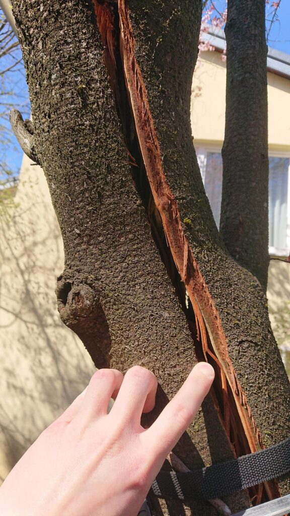 Split Japanese Cherry Split Japanese Cherry