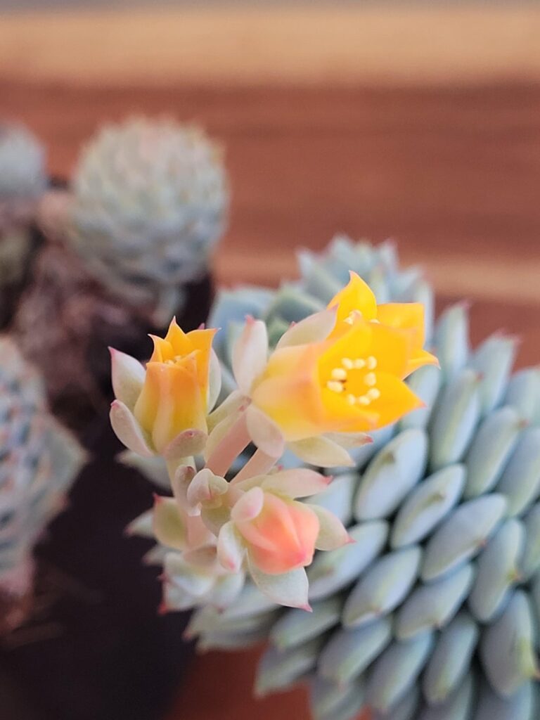 First flower! Any idea on iD?