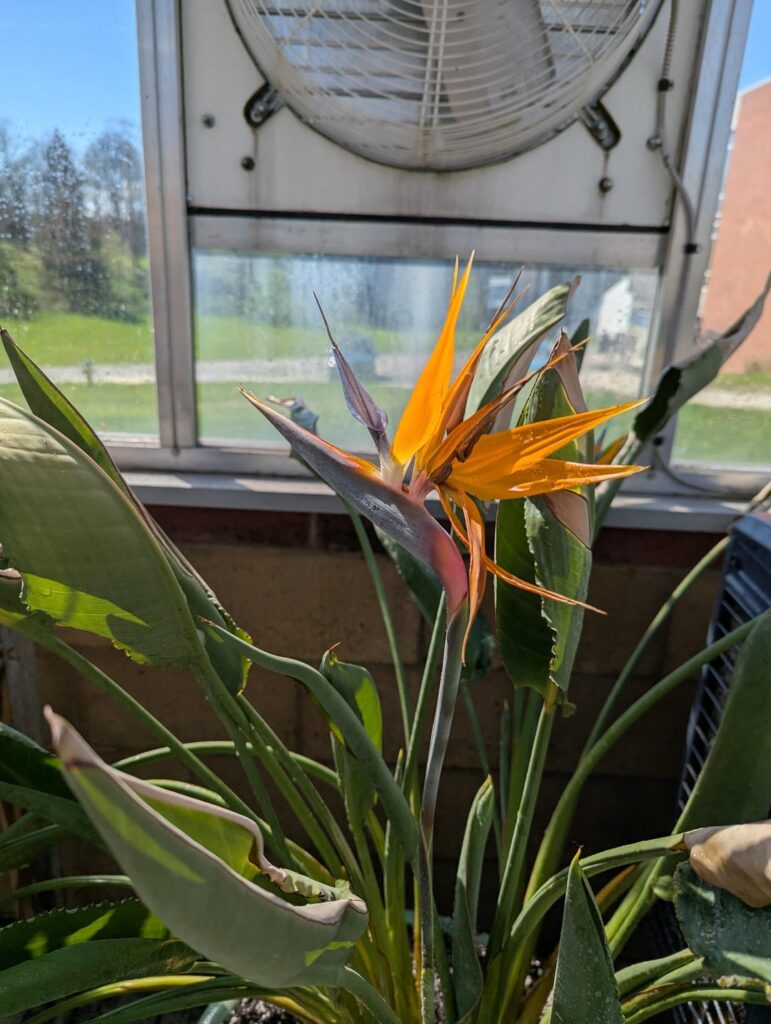 Birds of Paradise bloomed this week!