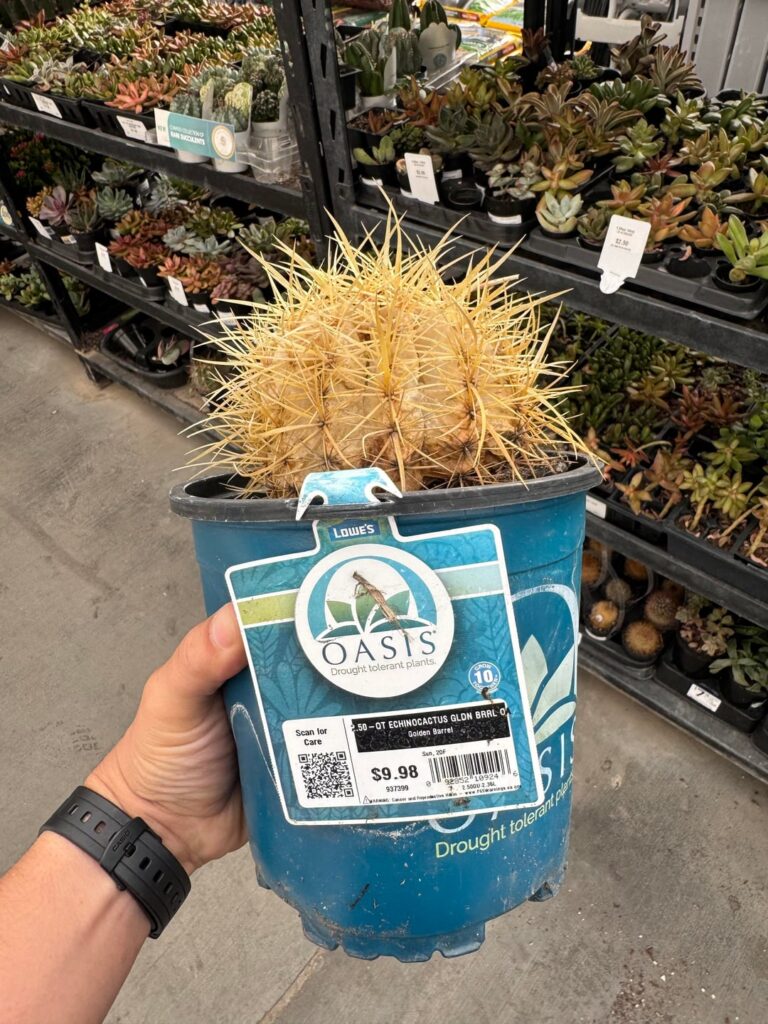 Got my first cactus! Lowe’s had these on discount for the low.