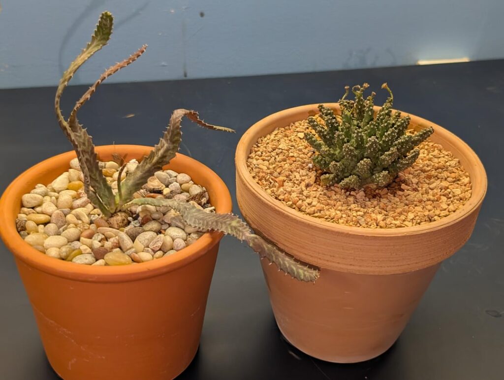 New members of the plant family