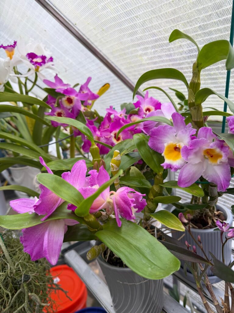 Nobile rebloom success
