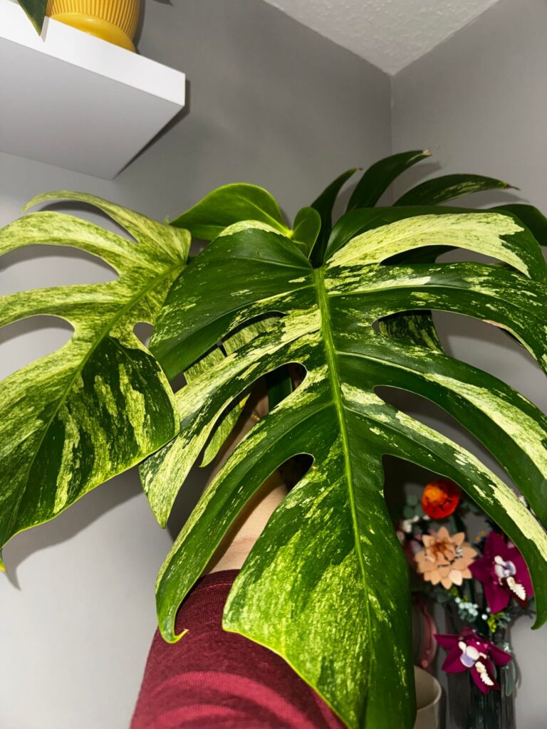 Jungle mint or NOID