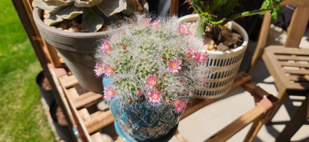 The fluffy cotton ball
