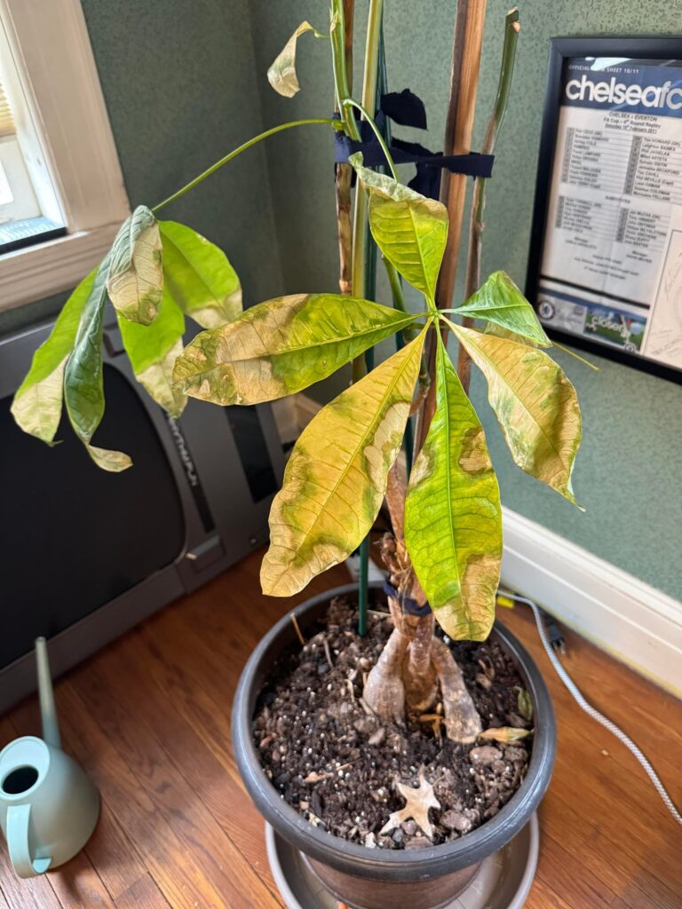 Money tree help!