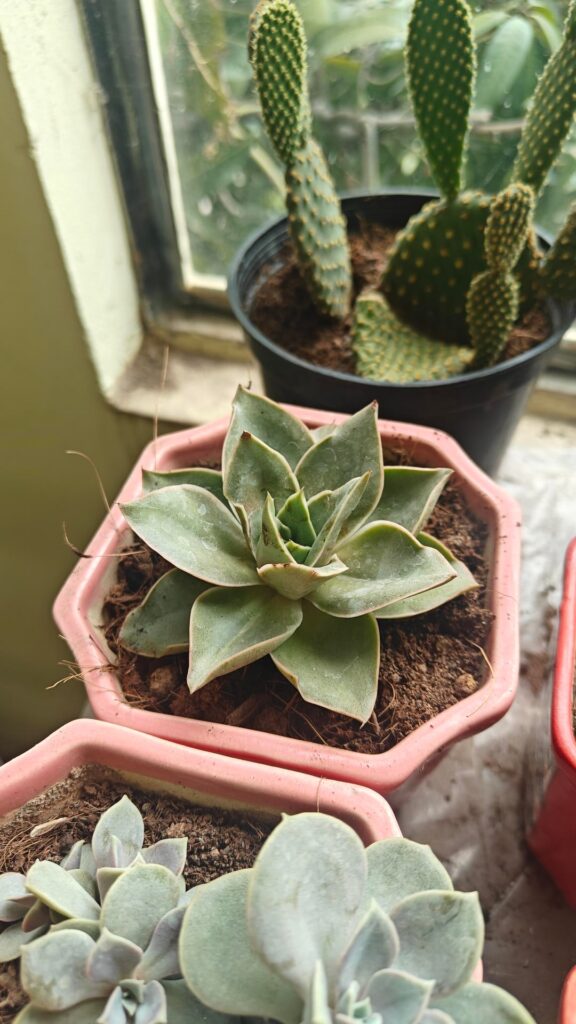 help id!