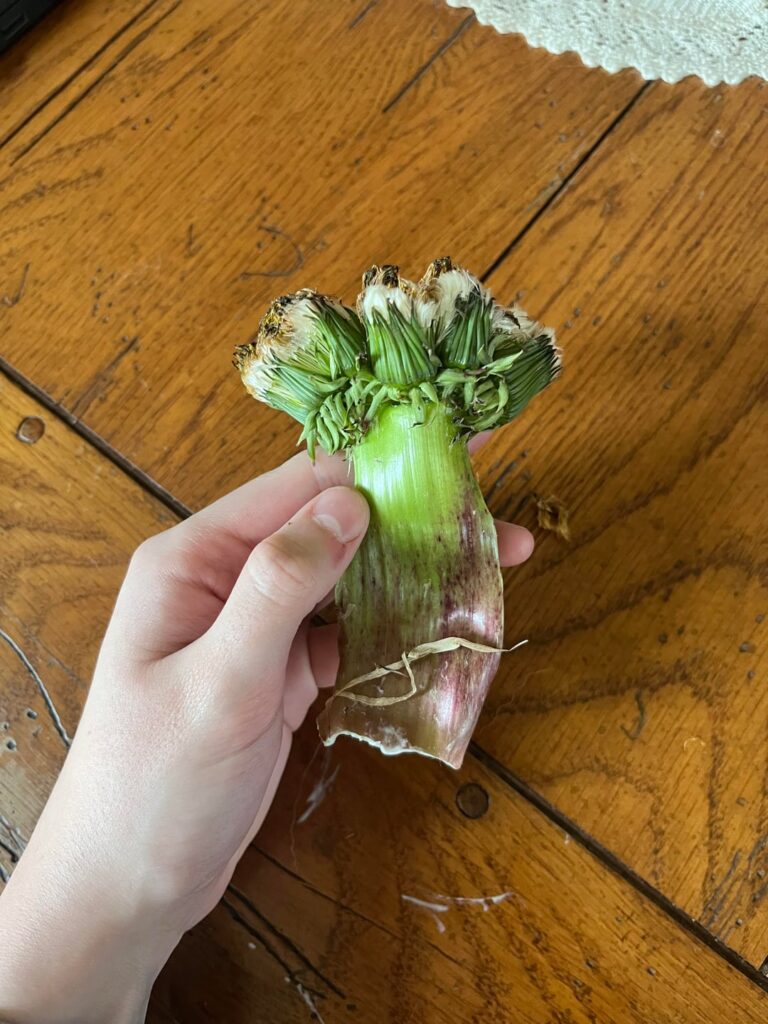 This monster of a dandelion found in my garden
