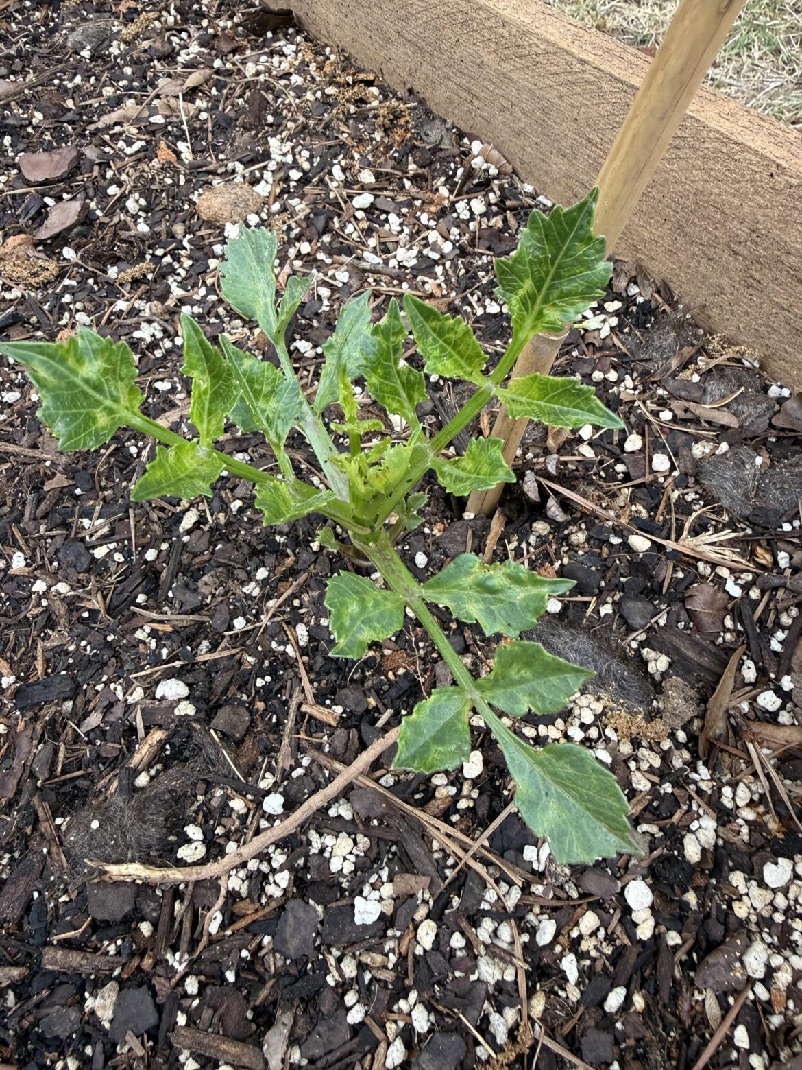 Diseased or normal leaves? Diseased or normal leaves?