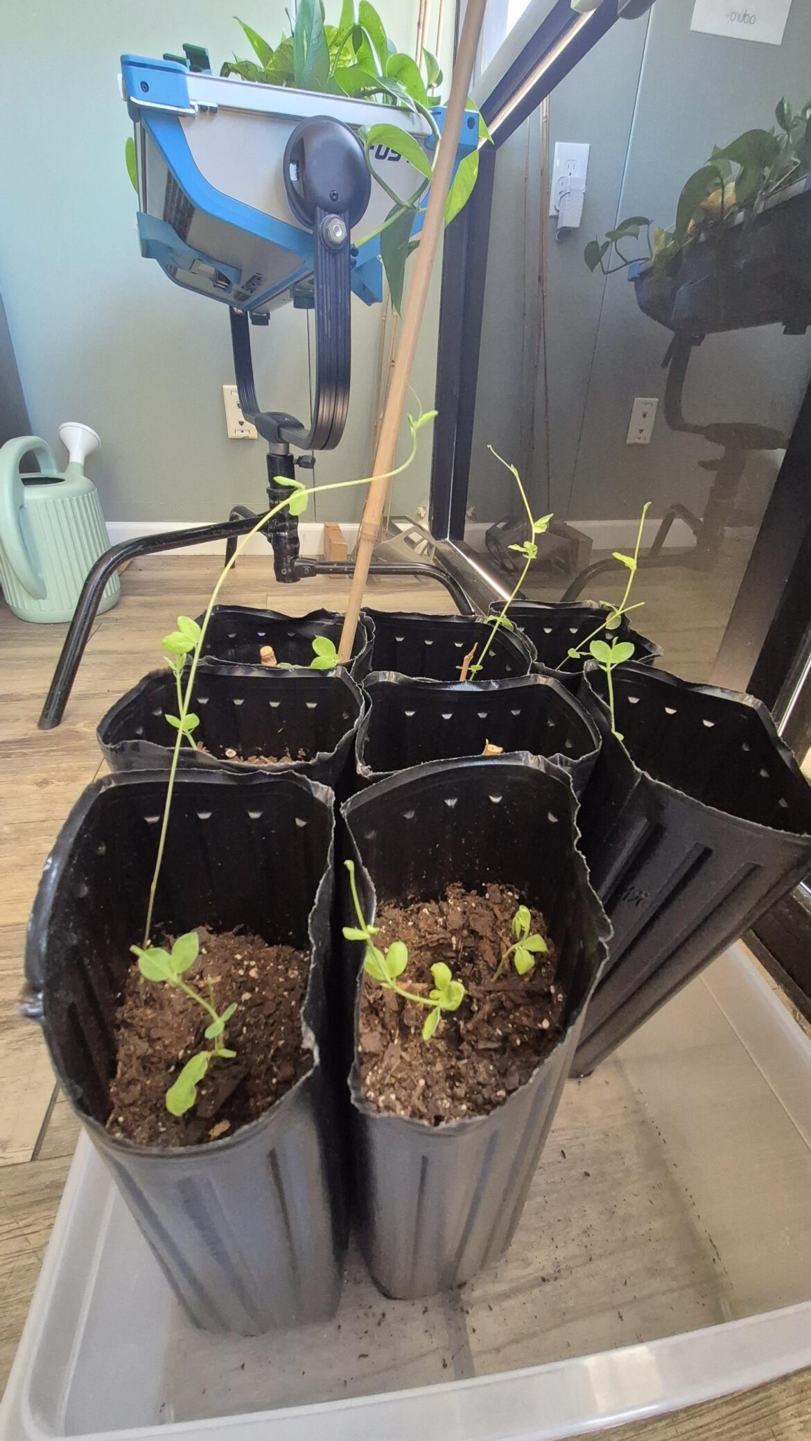 Sweet Peas and when to plant outside Sweet Peas and when to plant outside