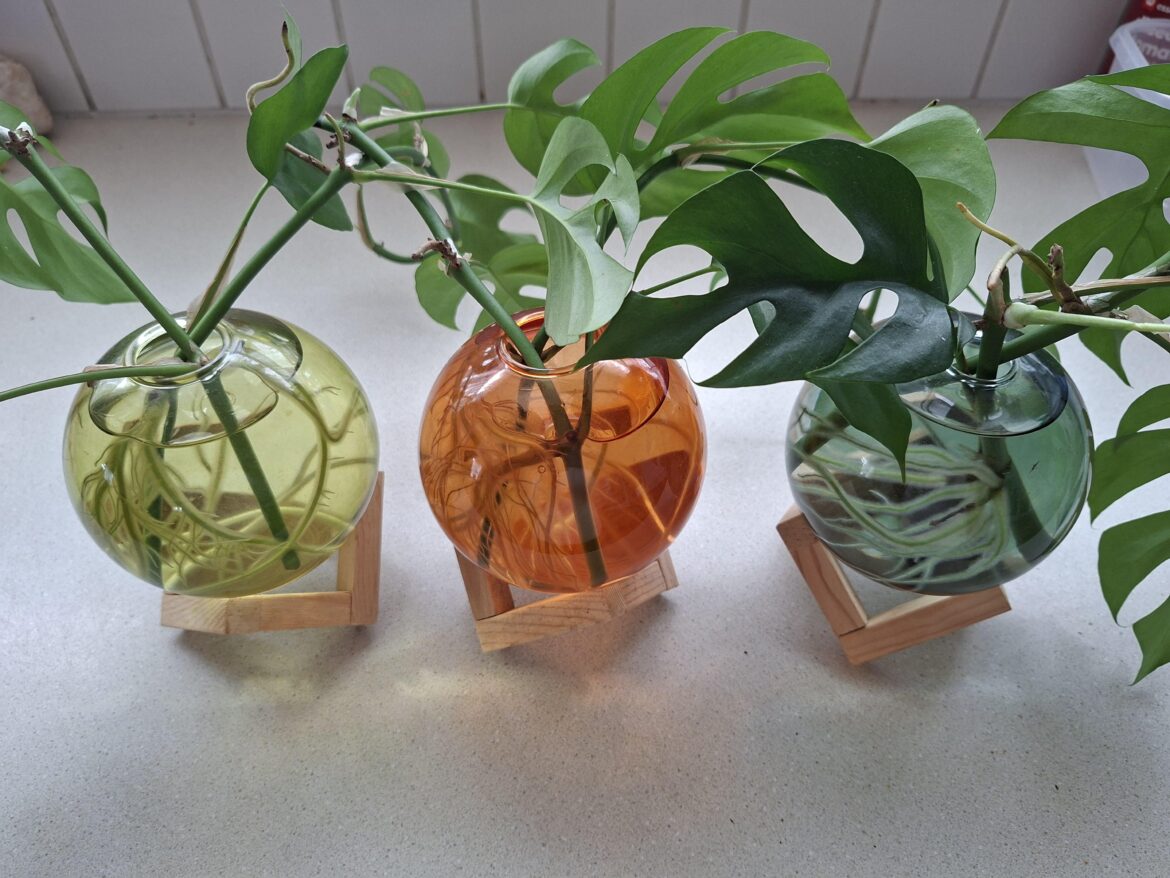 First time propagating - What do I do now?