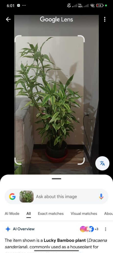What kind of plant is this?