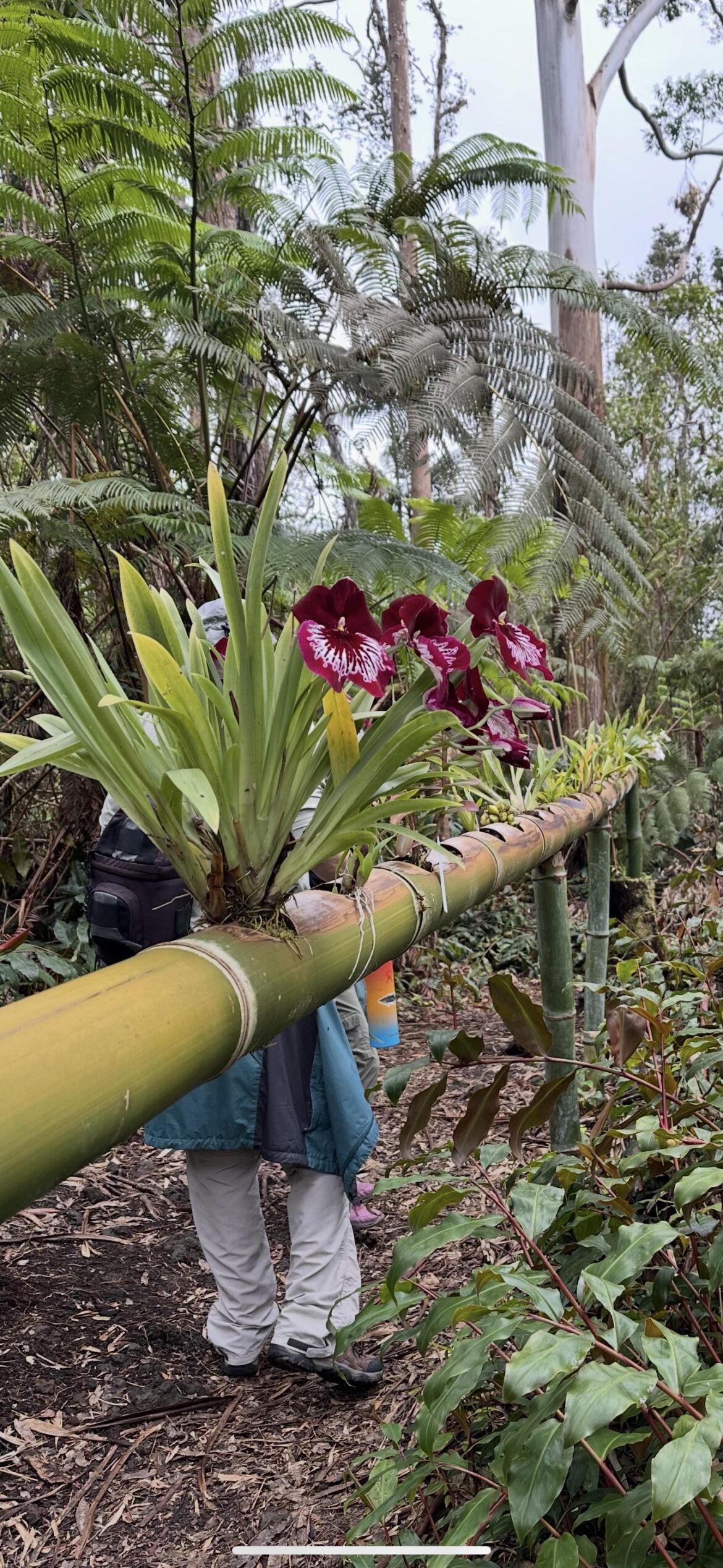 Bamboo as orchid planters in Hawaii!