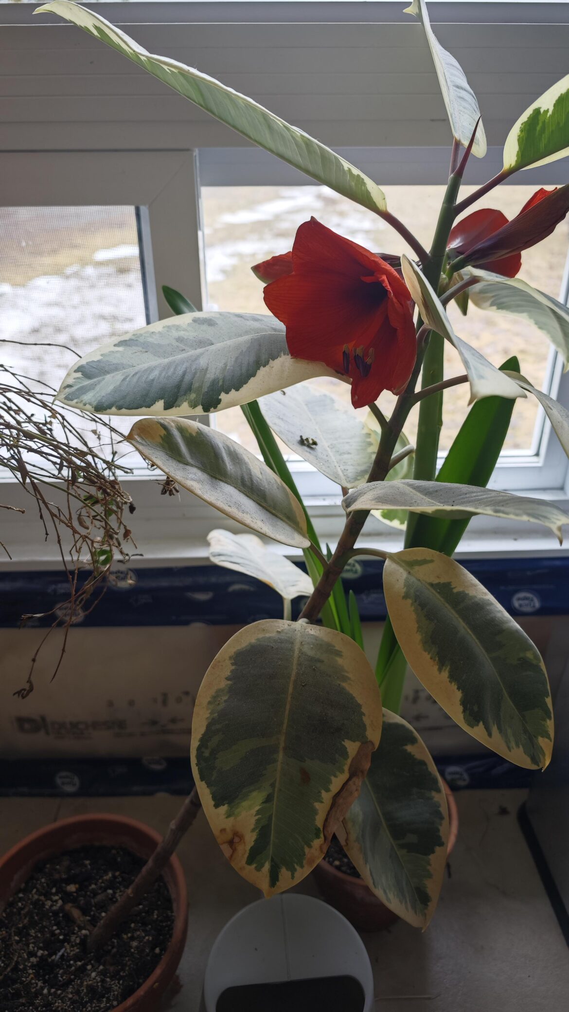 My Ficus Is flowering