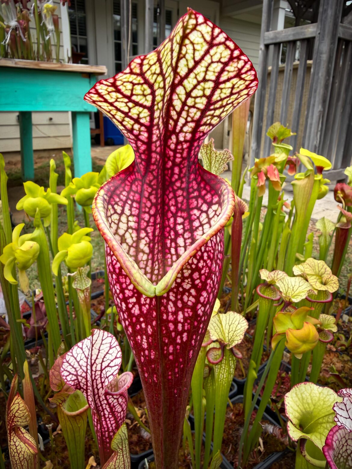 What do you think of this monster? LW x Royal Ruby