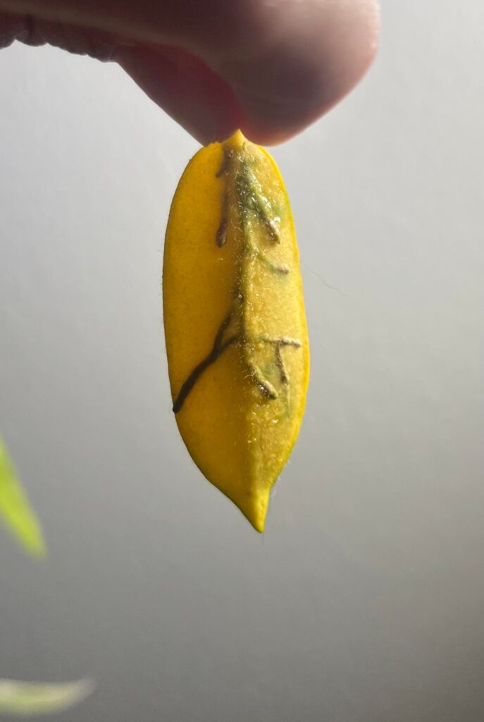 What was growing inside this hoya thomsonii leaf?
