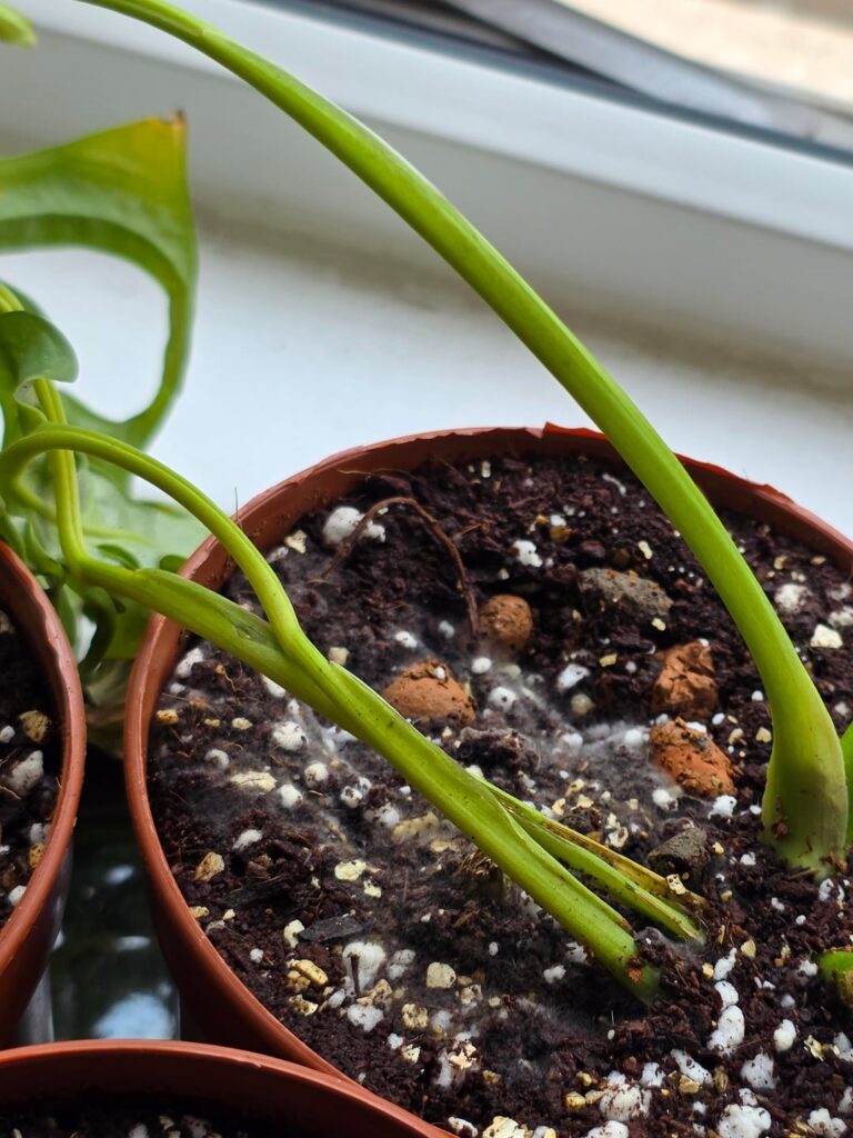 Why is one of three mouldy?