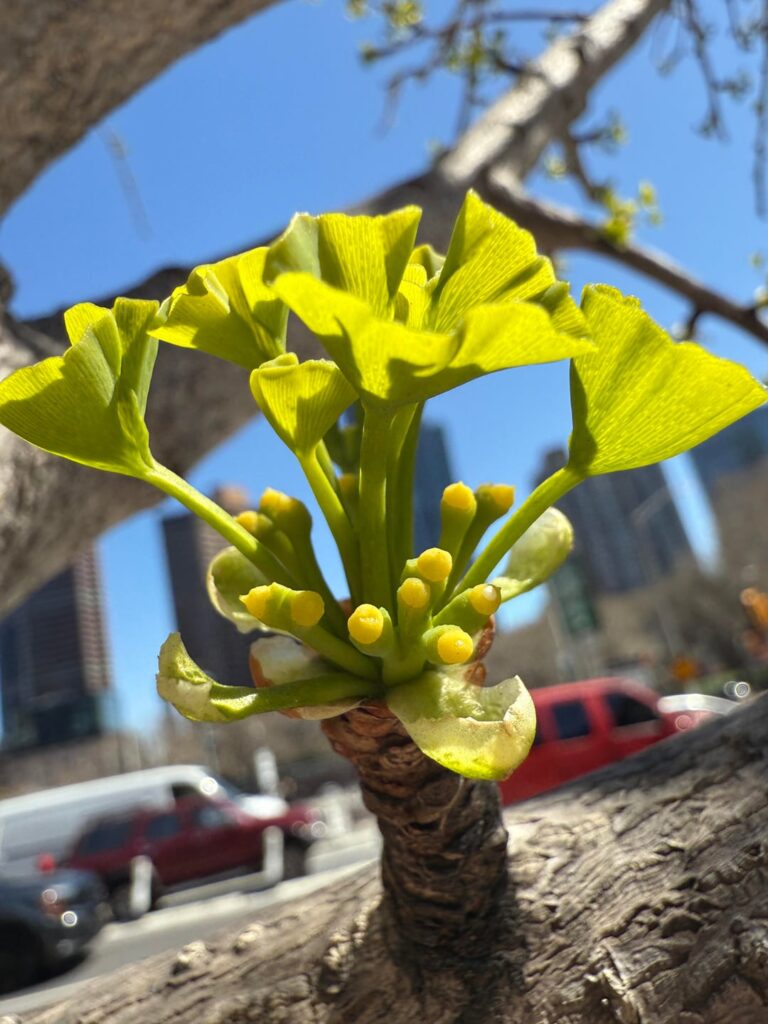 The female and male spring reproductive structures of ginkgo biloba