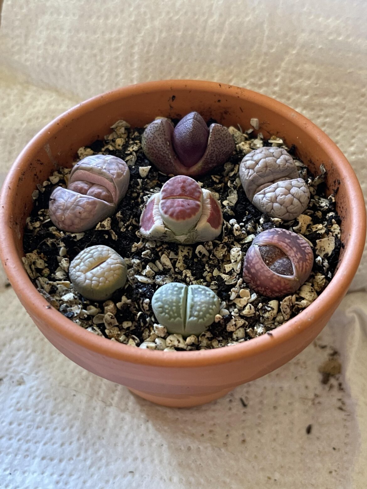 Potted my new Lithops