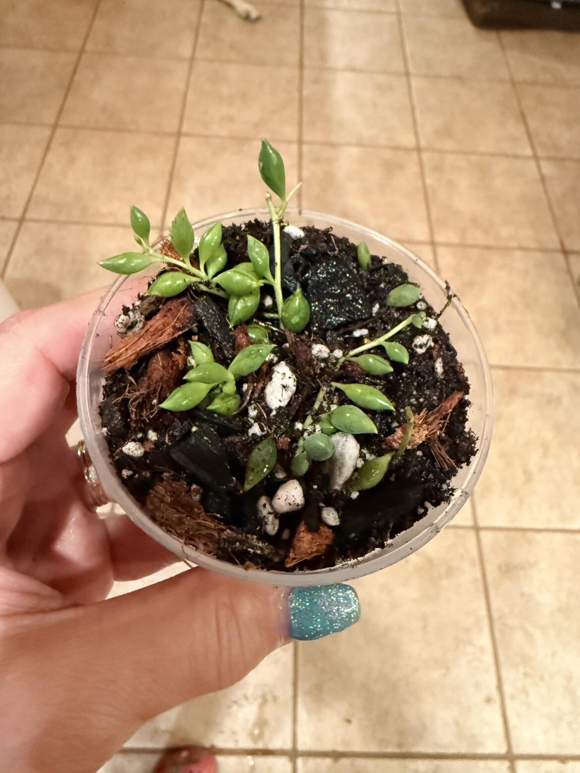 String of Tears?