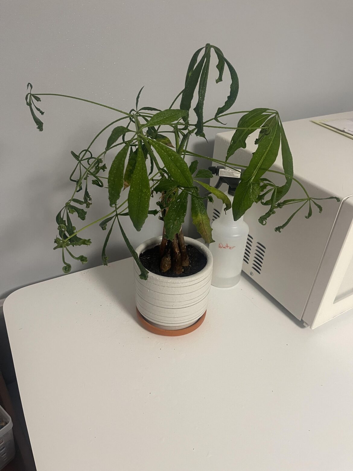 Baby Money Tree is struggling