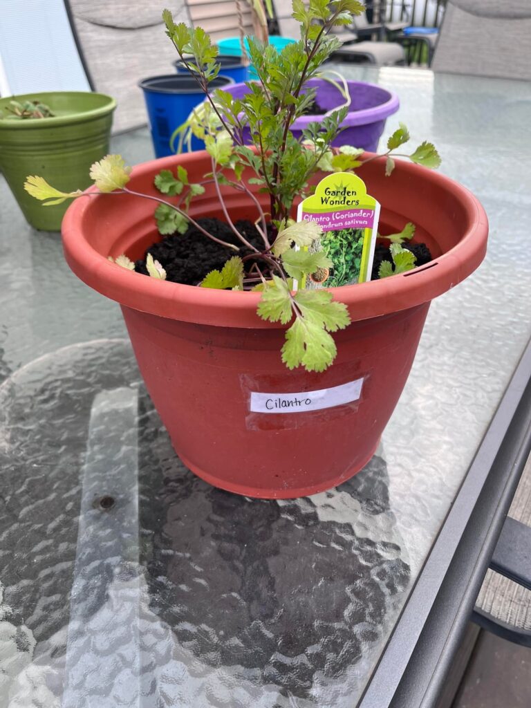 I just planted this cilantro in my pot a few days ago that I bought from a garden center. Does it look okay so far? I’m in Indiana. It’s been a little chilly out too.