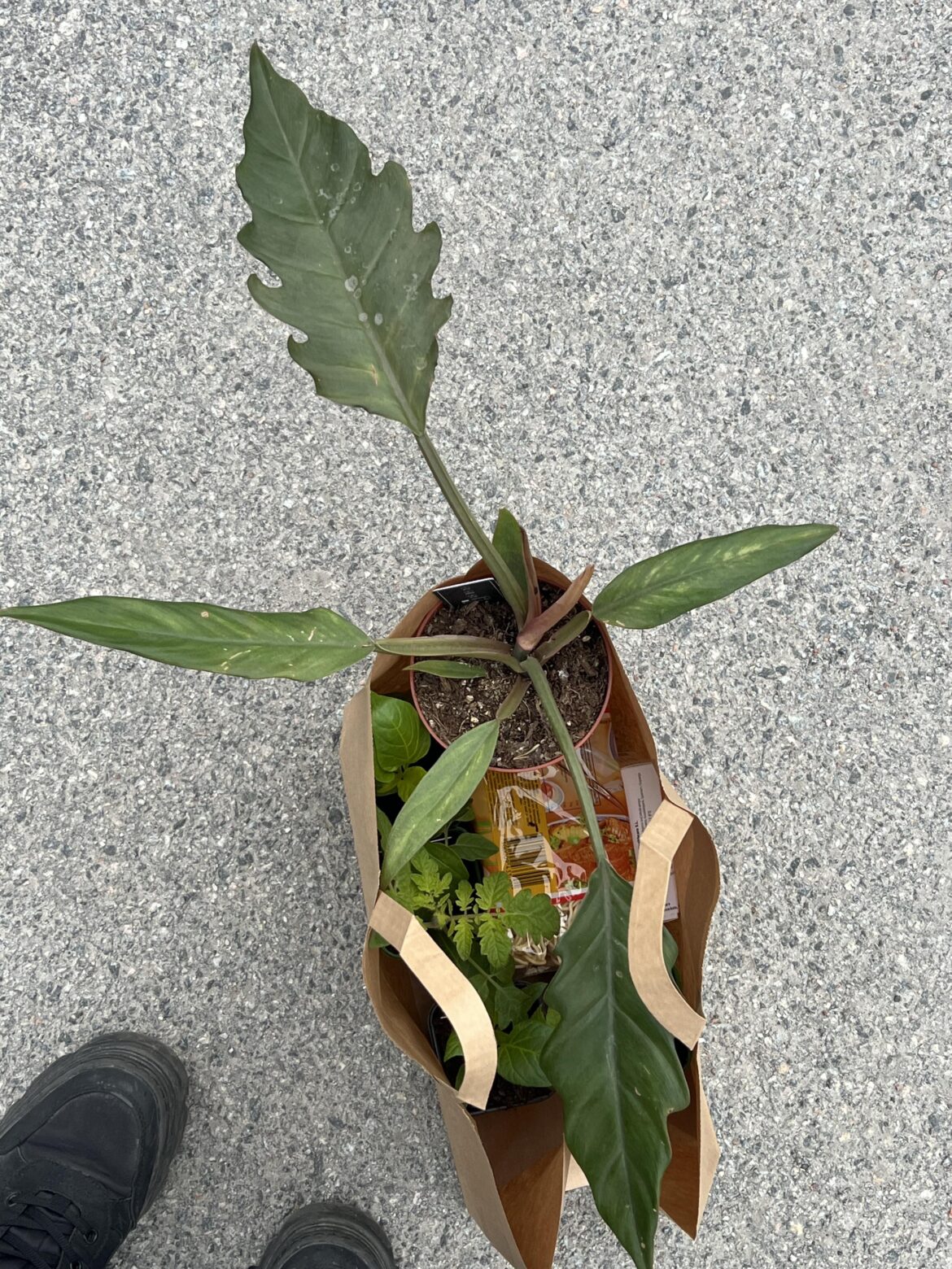 Went into a store to buy noodles, came out with a plant too Went into a store to buy noodles, came out with a plant too