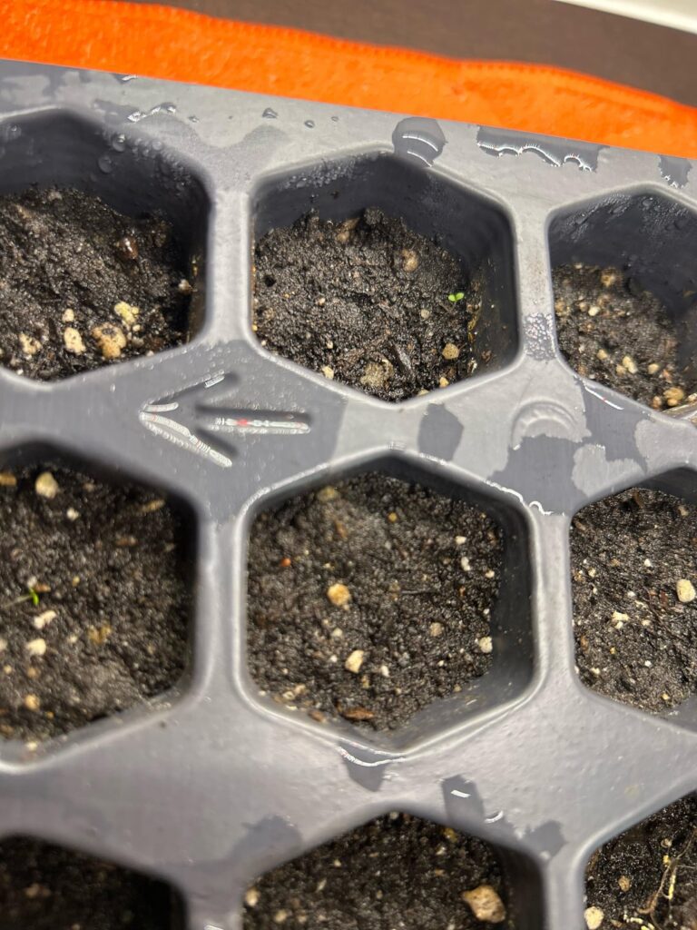 Pepper Sprouts or Weeds?