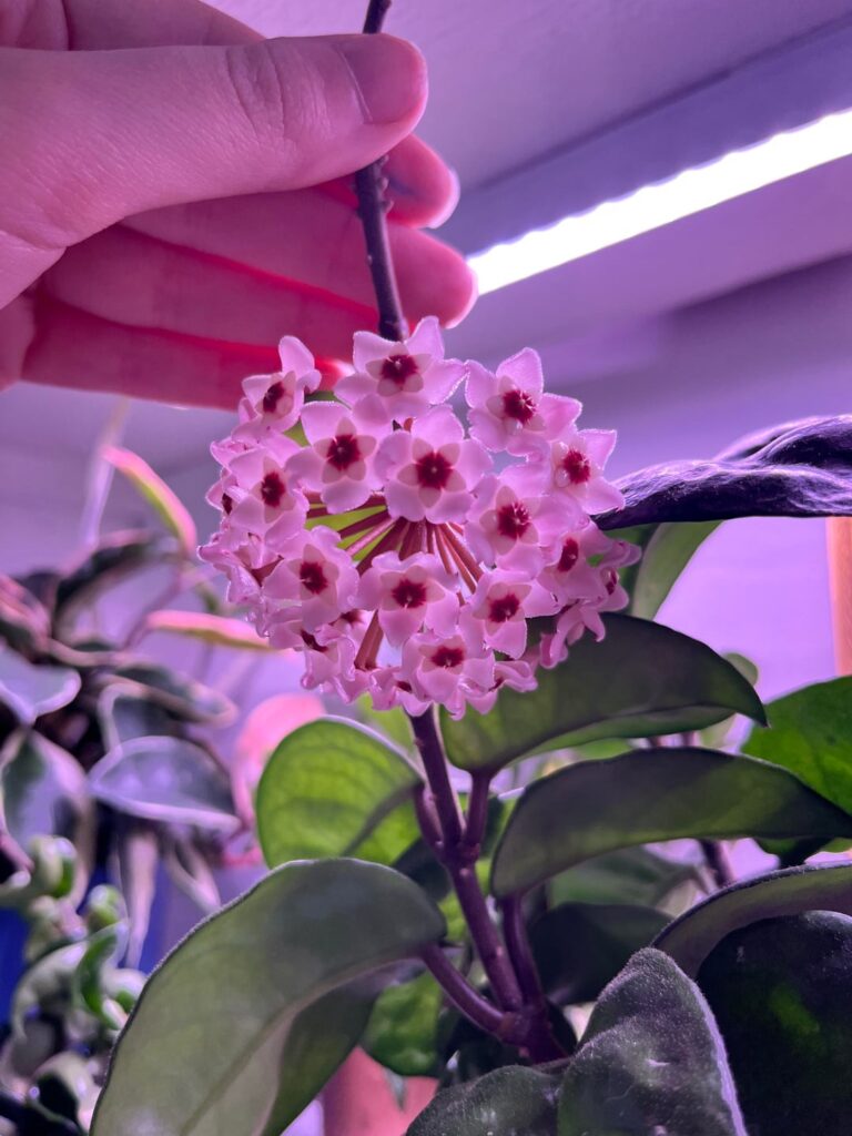 first-time bloomer